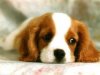 sad_puppy-med.jpg
