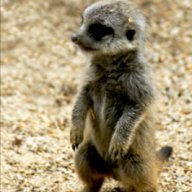 Elmeerkat