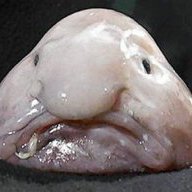 cooleaglerules