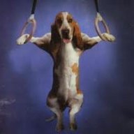 WaffleDog