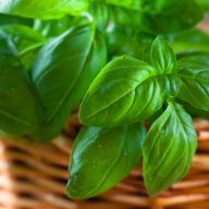 Chefbasil2