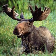 MooseOllini