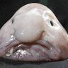 cooleaglerules