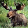MooseOllini